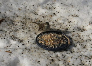 song sparrow, Saturday, January 30, 2016, 11:49:50 AM