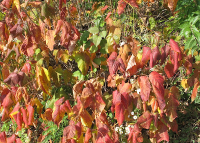 Fall Colors 2 - Leaves of Three, Let It Be