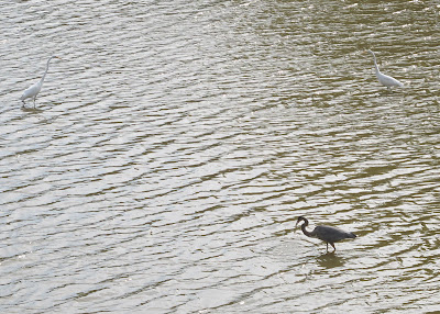 Egrets and Blue Heron 1