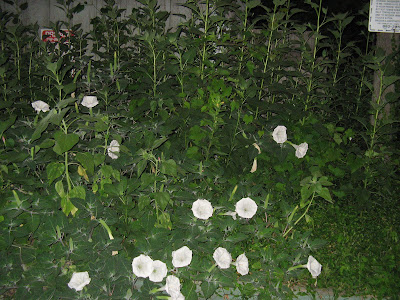 Moonflower