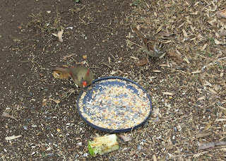 Mrs. Cardinal and sparrow, Sunday, February 21, 2016, 8:44:50 AM