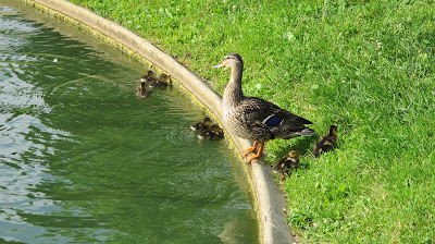 Mama Duck is Vigilant