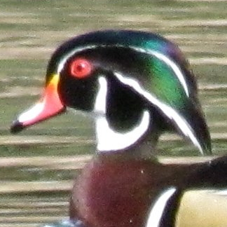 Wood Duck