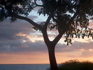A tree