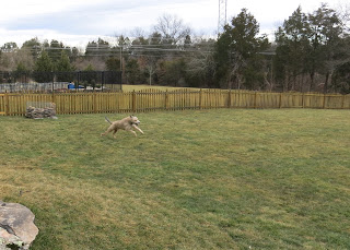 Rory motoring around the yard, Thursday, February 25, 2016, 8:19:48 AM