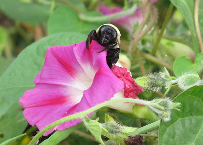 Carpenter Bee, Morning Glory