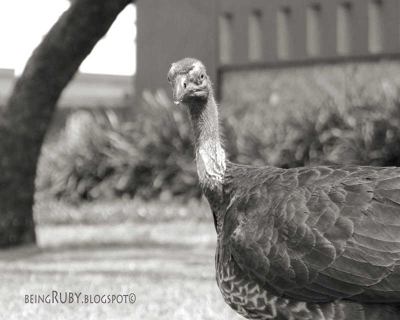 BeingRuby - Turkey-3