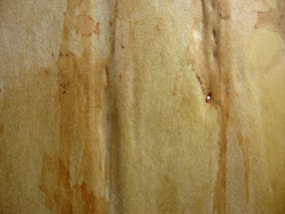 Pacific Madrone, madrona trees yellow green bark