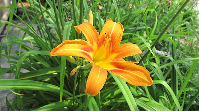 Day Lily, Hemerocallis fulva