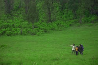 Grass Effect Photo