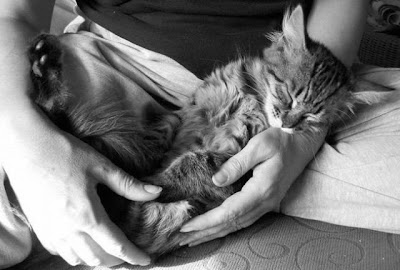 cute sleeping animal cute sleeping animal