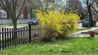 forsythia fence, Monday, March 21, 2016, 11:46:23 AM