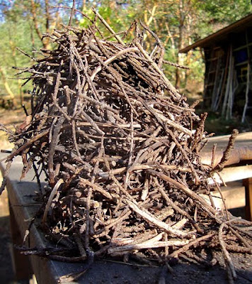 bird nest, side view