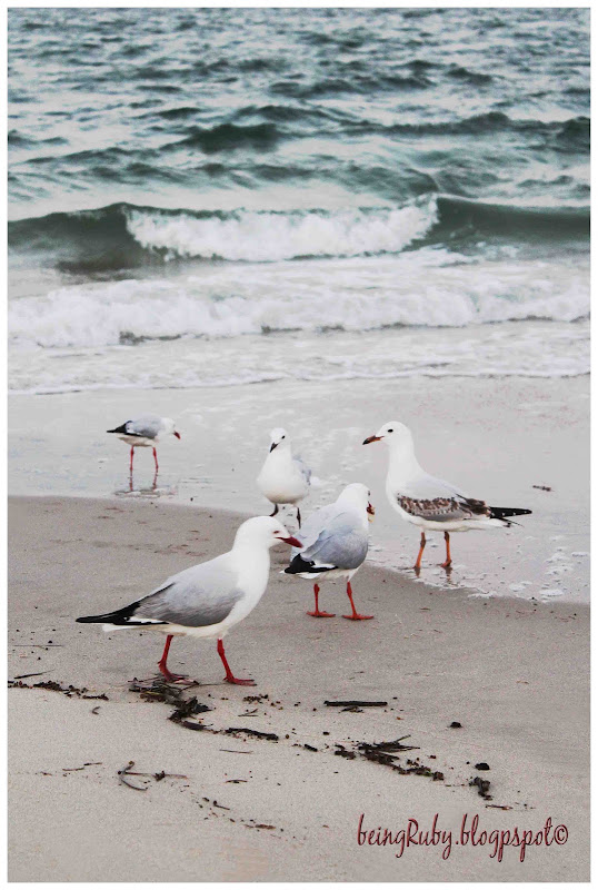 BeingRuby - Seagull-d