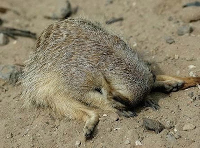 cute sleeping animal cute sleeping animal