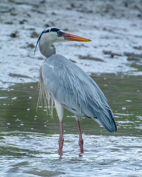 DSC_4831 DSC_4831