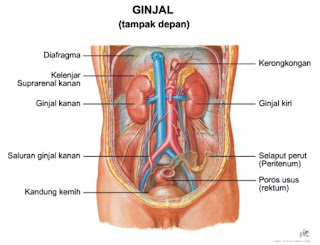 ginjal organ ginjal