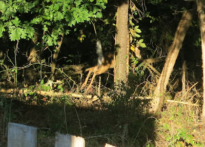 Bambi, Tuesday, September 27, 2016, 5:40:07 PM