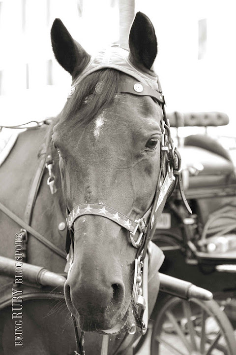 BeingRuby-Horses-Rome-2559