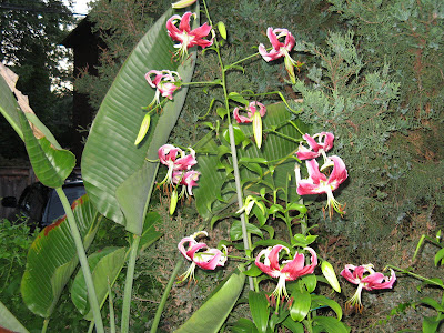 stargazer lily, I think