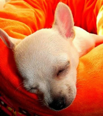 cute sleeping animal cute sleeping animal