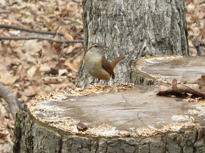 Carolina Wren, Thryothorus ludovicianus