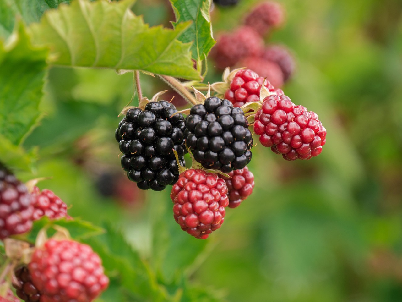 Download free HD stock image of Berry Blackberries Free Berry Blackberries photo and picture