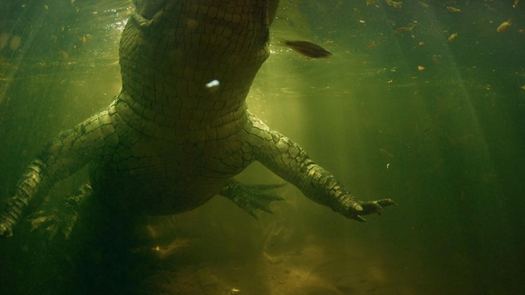 Shark vs Giant Croc