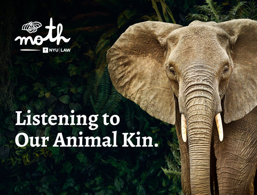 Listening to Our Animal Kin — MOTH Promotional graphic featuring a close-up of an elephant standing in a lush jungle setting. The text reads “Listening to Our Animal Kin.” alongside the MOTH and NYU Law logos.