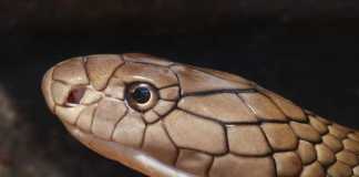Snake Brain: How Intelligent are Cobras? King Cobra