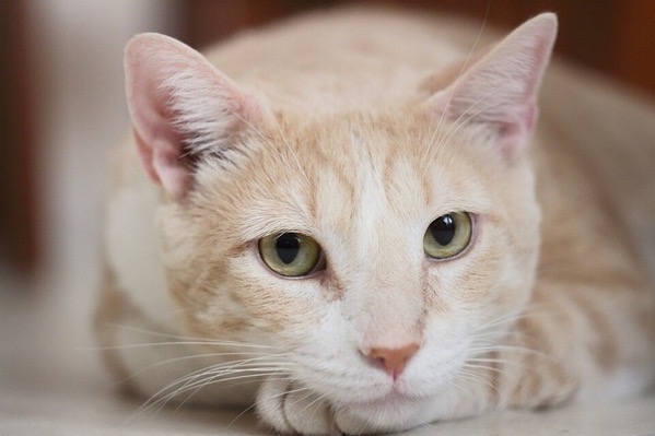 TroubleCat.jpeg