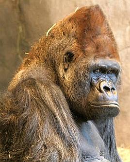 gorilla_brown_zoo_sad.jpg