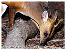muntiacus_muntjac01_s