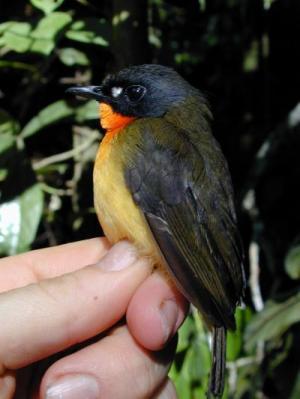newgabon