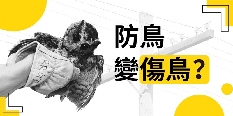防鳥變傷鳥?