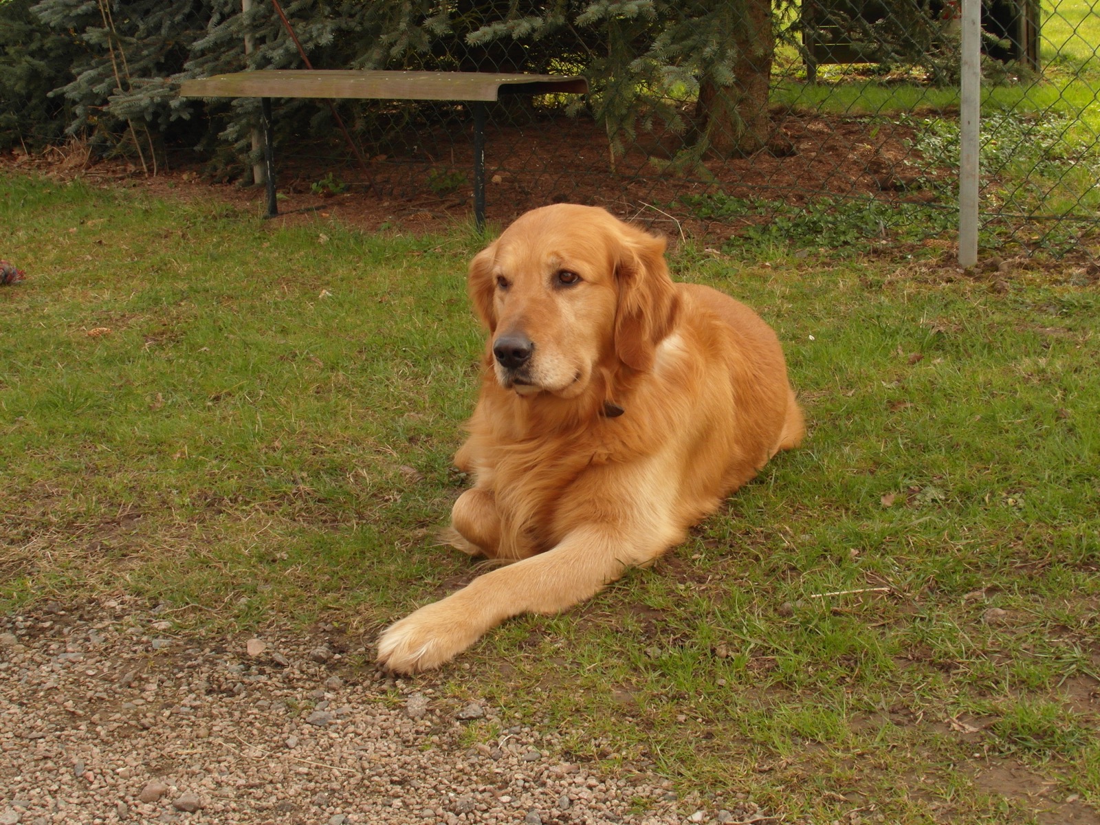 A golden retriever resting on the grass outdoors in the summer sun