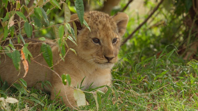 kio rests just outside the safety of his den, calmly watching his surroundings national geographicsophie darlington kio rests just outside the safety of his den, calmly watching his surroundings national geographicsophie darlington