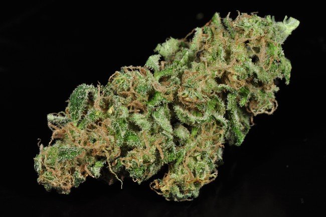 Jack Herer strain