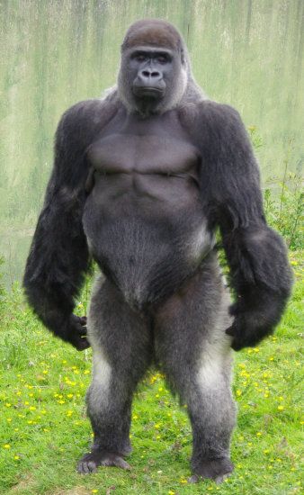 Image result for images of silverback