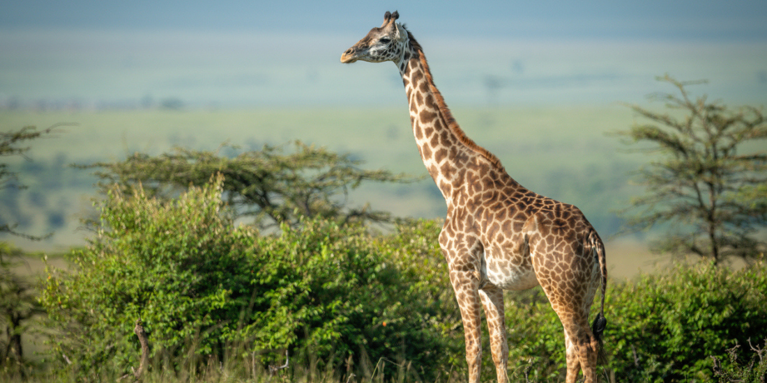 Now Available: RefSeq Release 235