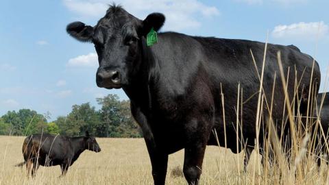 Cattle standing in a dried out field in Texas
