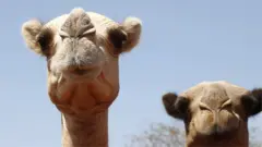 A close-up of a camel on the left with what looks like pursed lips as it arrives at at watering point during a drought near the Kenya-Ethiopia border. To the right out of focus is another camel.