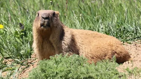 A marmot rests in a sunny field near a dandelion