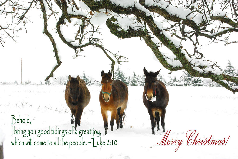Image result for images of mules at christmas