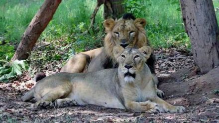 Gir lions Gujarat lion relocation