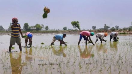 telangana, paddy scam,