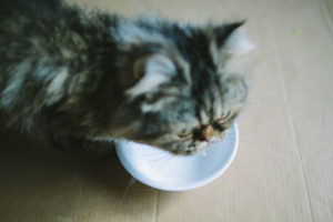 cat-drinking-out-of-water-bowl