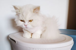 white-persian-cat-sitting-on-top-of-plastic-laundry-baskets