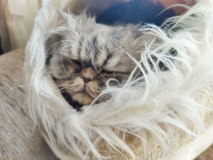 cat-sleeping-in-trixie-minou-cat-bed