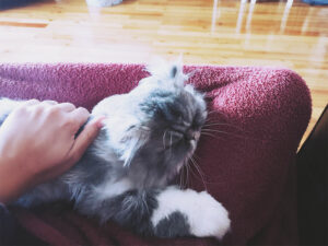 cat-snuggling-on-human-lap-cuddles
